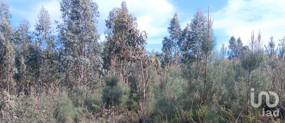 Terrain à Graça de 8 120 m²