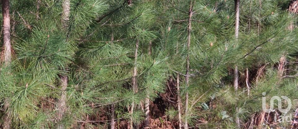 Terrain à Graça de 8 120 m²