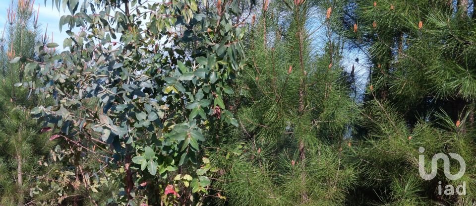 Terrain à Graça de 8 120 m²