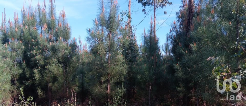 Terrain à Graça de 8 120 m²