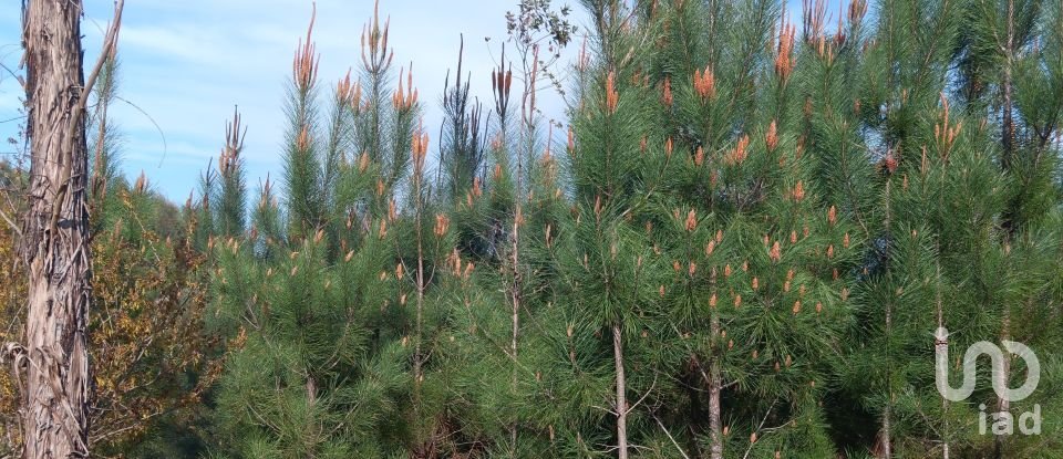 Terrain à Graça de 8 120 m²