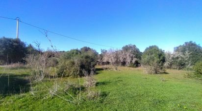 Terrain Loisirs à Barão de São Miguel de 9 160 m²