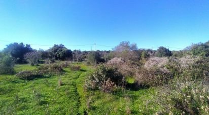 Terrain Loisirs à Barão de São Miguel de 9 160 m²