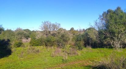 Terrain Loisirs à Barão de São Miguel de 9 160 m²