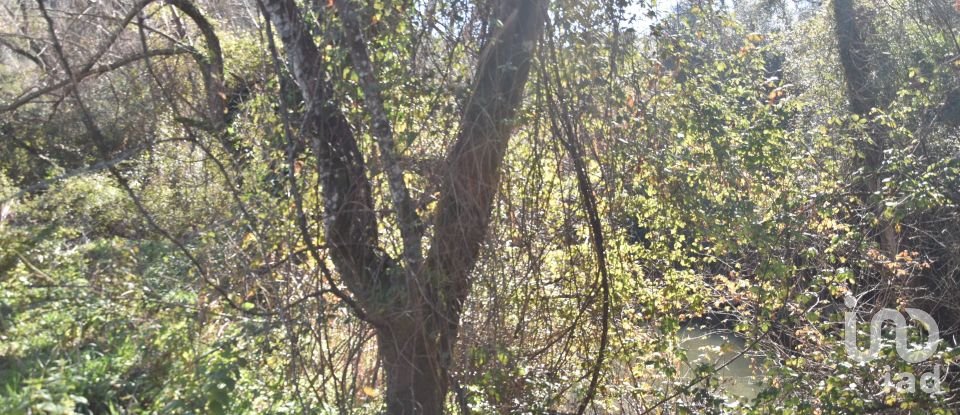 Terrain à Freixianda, Ribeira do Fárrio e Formigais de 5 100 m²