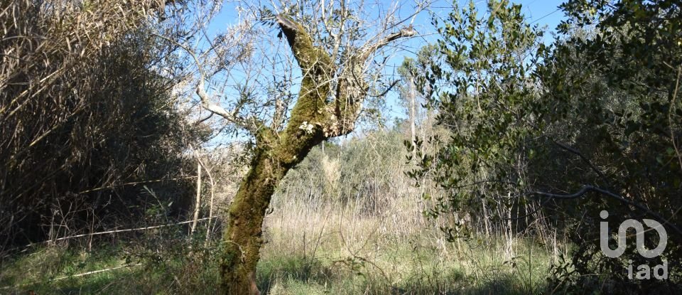 Terrain à Freixianda, Ribeira do Fárrio e Formigais de 2 840 m²