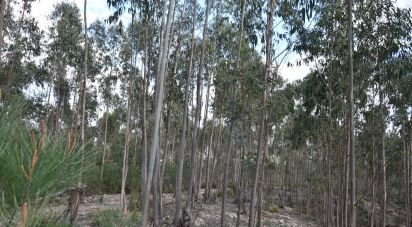 Terrain à Rio de Couros e Casal dos Bernardos de 7 590 m²