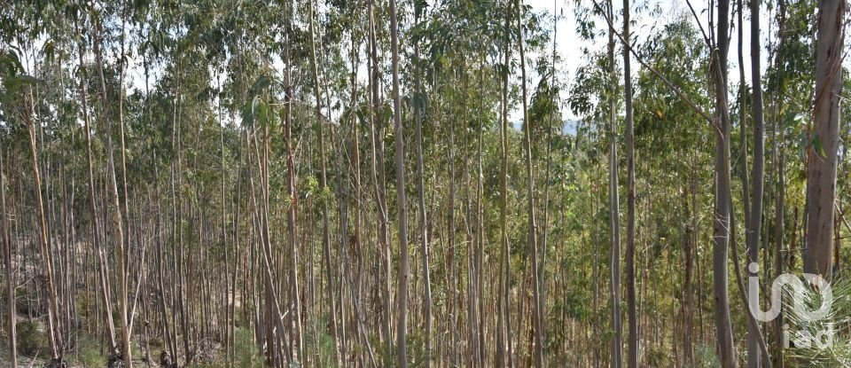 Terrain à Rio de Couros e Casal dos Bernardos de 7 590 m²