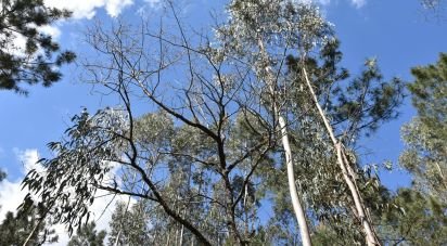 Terrain à Rio de Couros e Casal dos Bernardos de 7 590 m²