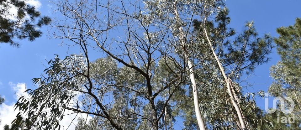 Terrain à Rio de Couros e Casal dos Bernardos de 7 590 m²