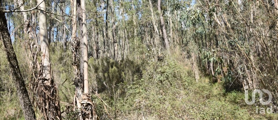 Terrain à Rio de Couros e Casal dos Bernardos de 7 590 m²