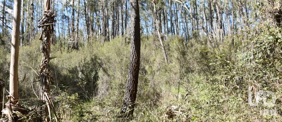 Terrain à Rio de Couros e Casal dos Bernardos de 7 590 m²