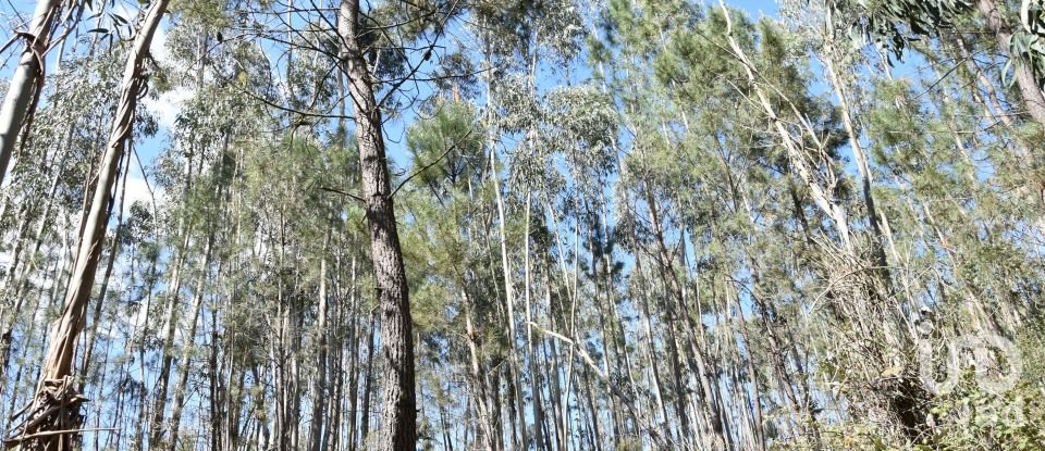 Terrain à Rio de Couros e Casal dos Bernardos de 7 590 m²