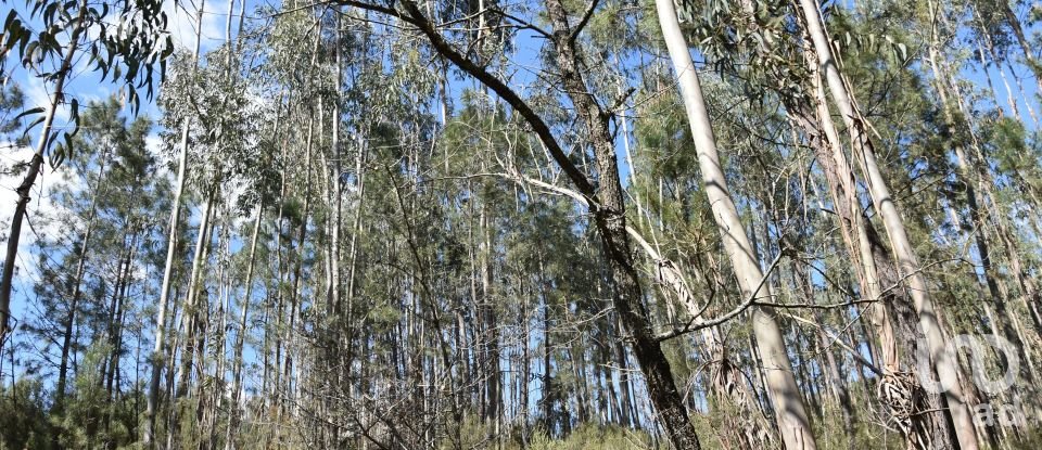 Terrain à Rio de Couros e Casal dos Bernardos de 7 590 m²