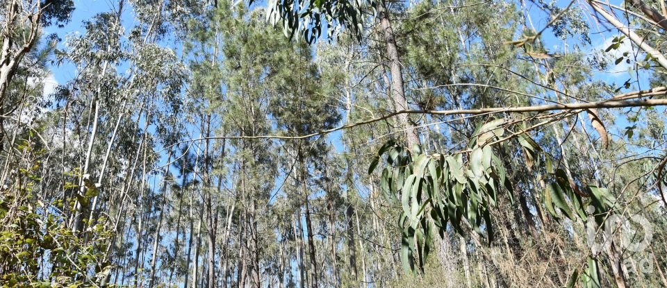 Terrain à Rio de Couros e Casal dos Bernardos de 7 590 m²