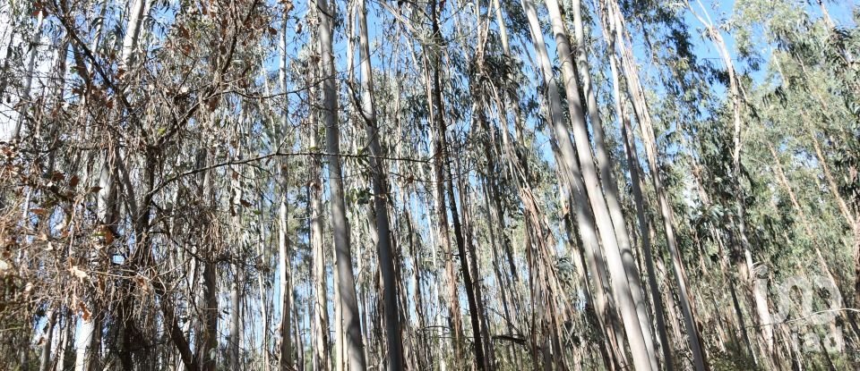 Terrain à Rio de Couros e Casal dos Bernardos de 7 590 m²