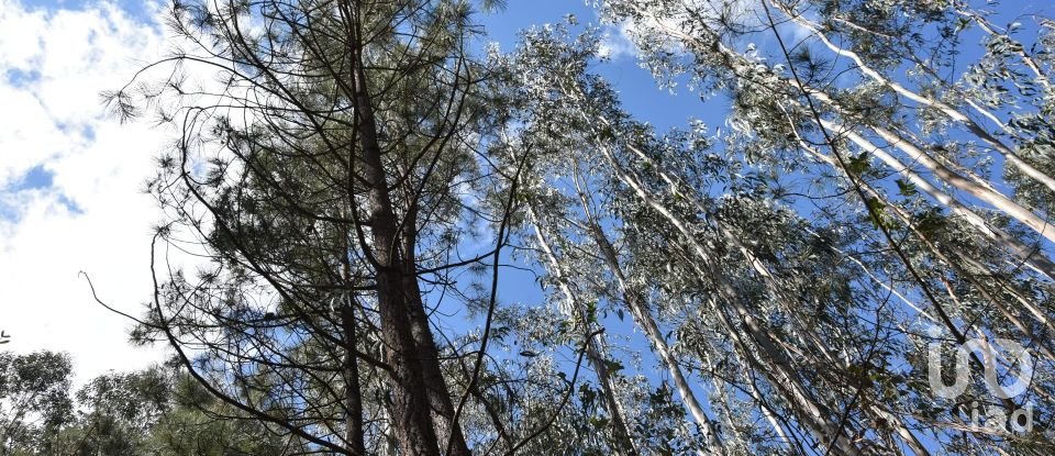 Terrain à Rio de Couros e Casal dos Bernardos de 7 590 m²
