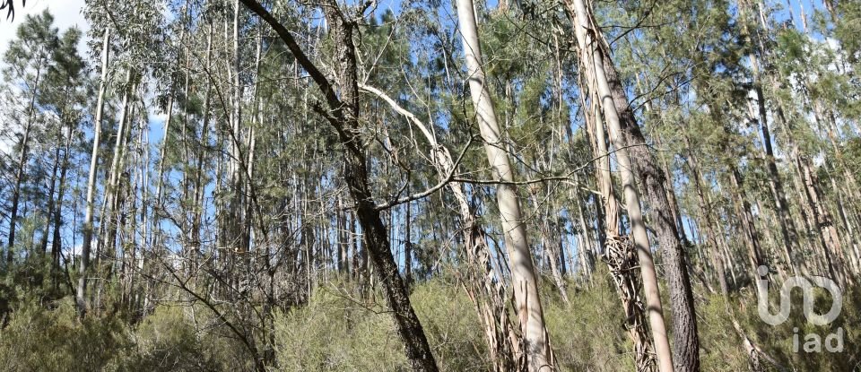 Terrain à Rio de Couros e Casal dos Bernardos de 7 590 m²
