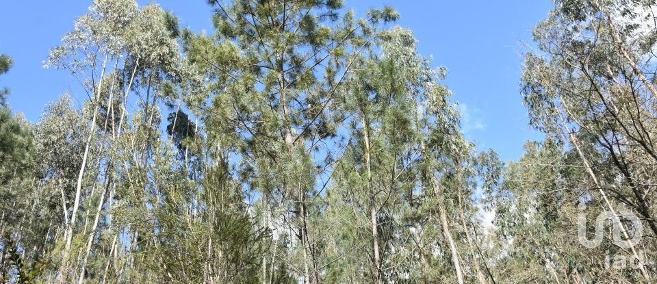 Terrain à Rio de Couros e Casal dos Bernardos de 7 590 m²