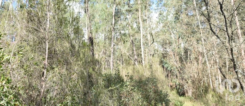 Terrain à Rio de Couros e Casal dos Bernardos de 7 590 m²