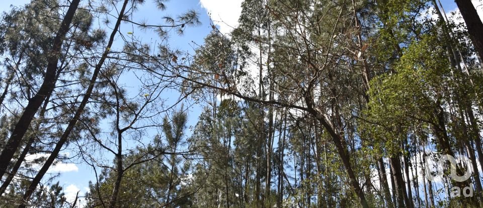Terrain à Rio de Couros e Casal dos Bernardos de 7 590 m²