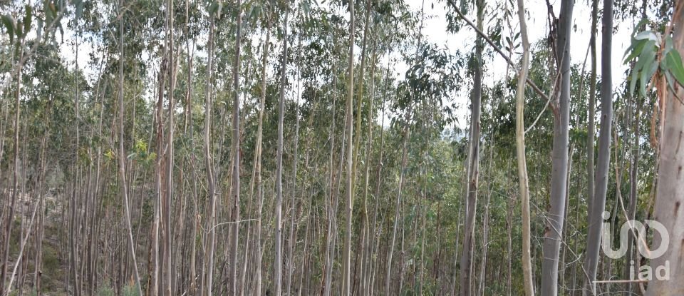 Terrain à Rio de Couros e Casal dos Bernardos de 7 590 m²