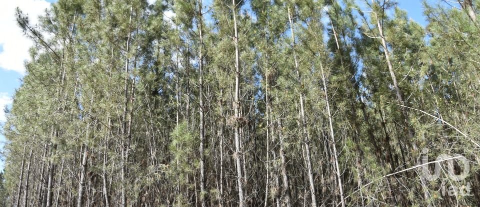 Terrain à Rio de Couros e Casal dos Bernardos de 3 487 m²