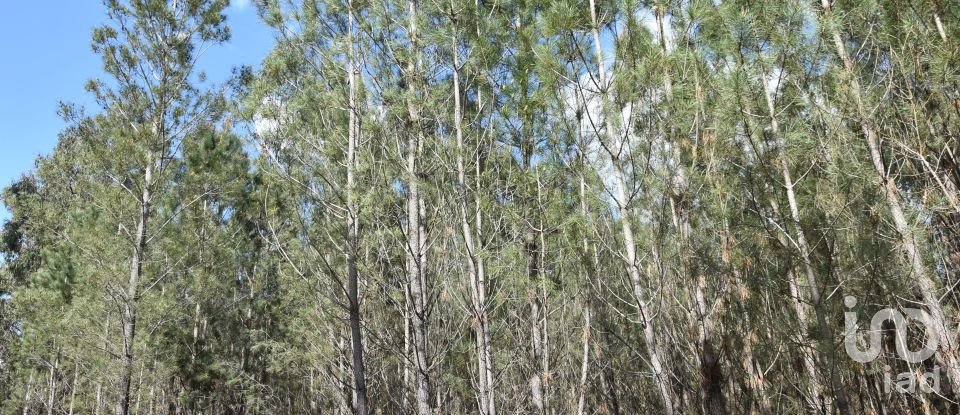 Terrain à Rio de Couros e Casal dos Bernardos de 3 487 m²