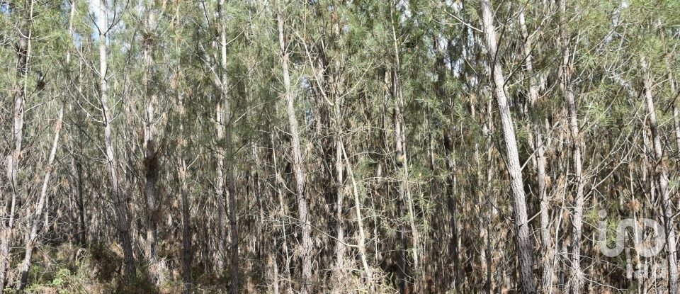 Terrain à Rio de Couros e Casal dos Bernardos de 3 487 m²