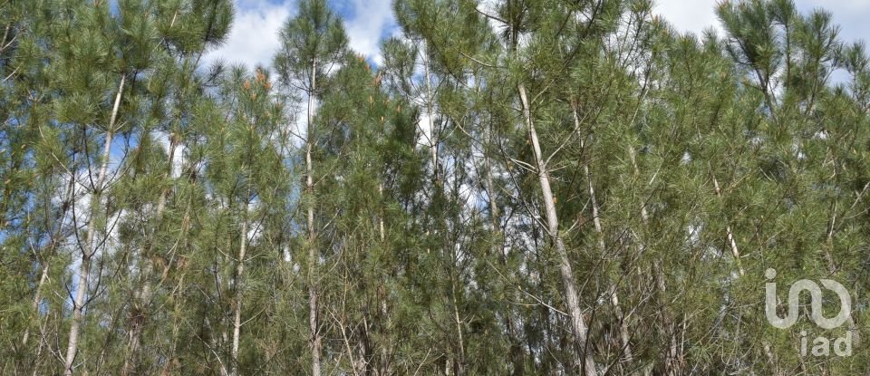 Terrain à Rio de Couros e Casal dos Bernardos de 3 487 m²