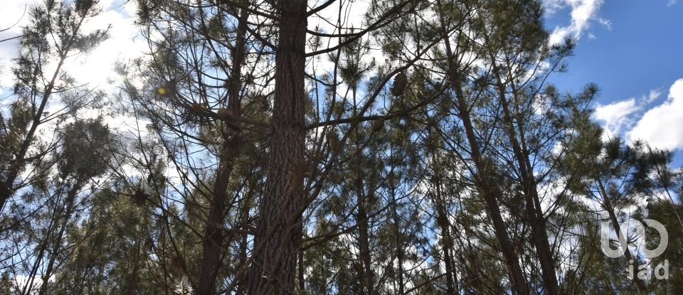 Terrain à Rio de Couros e Casal dos Bernardos de 3 487 m²