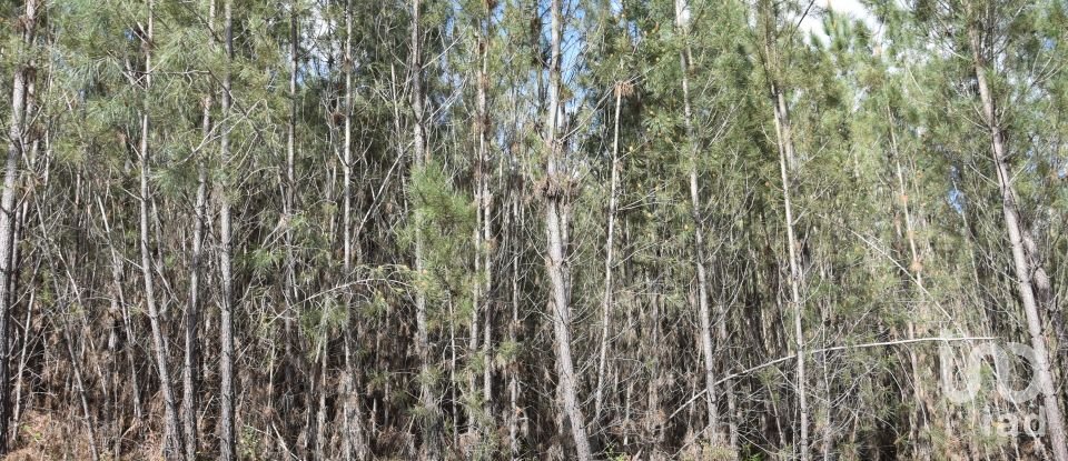 Terrain à Rio de Couros e Casal dos Bernardos de 3 487 m²