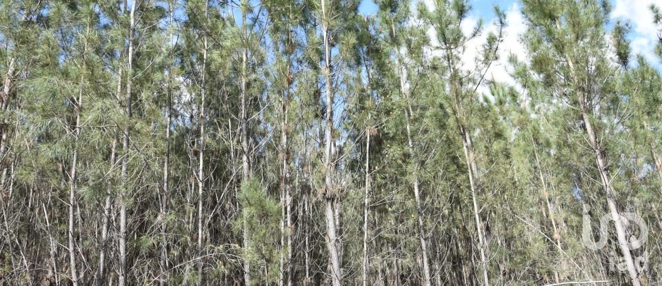 Terrain à Rio de Couros e Casal dos Bernardos de 3 487 m²