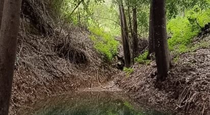 Terrain à Monchique de 22 000 m²