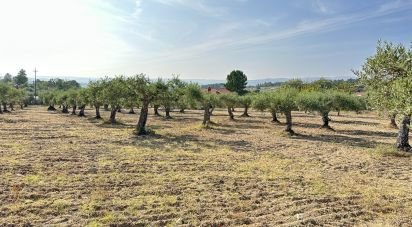 Terrain à Açores e Velosa de 49 492 m²