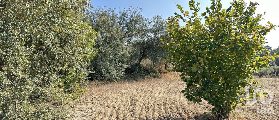 Terrain à Açores e Velosa de 49 492 m²