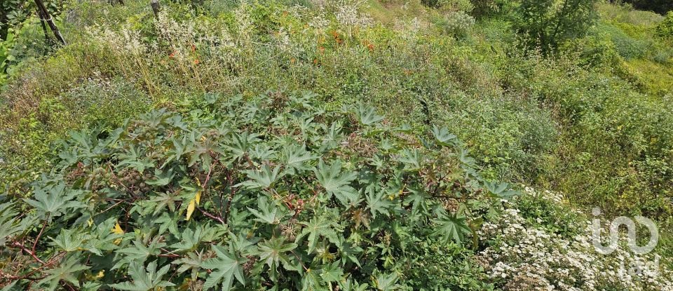 Terreno em Gaula de 3 370 m²