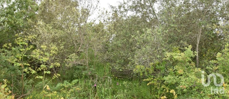 Terrain à Chãos de 480 m²