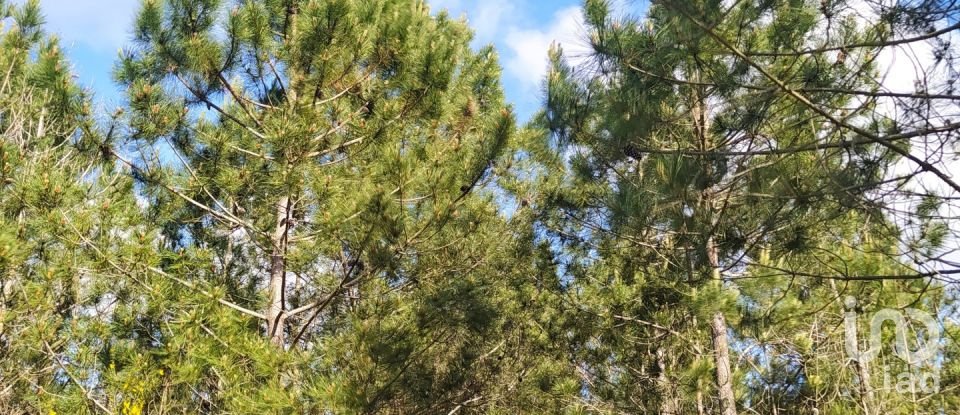 Terrain à bâtir à Rogil de 70 920 m²