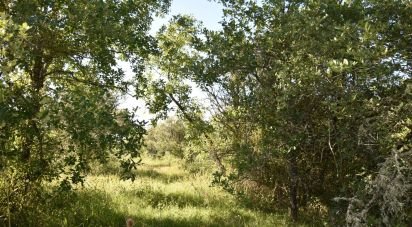 Terrain à Areias e Pias de 5 960 m²