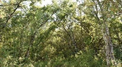 Terrain à Areias e Pias de 5 960 m²