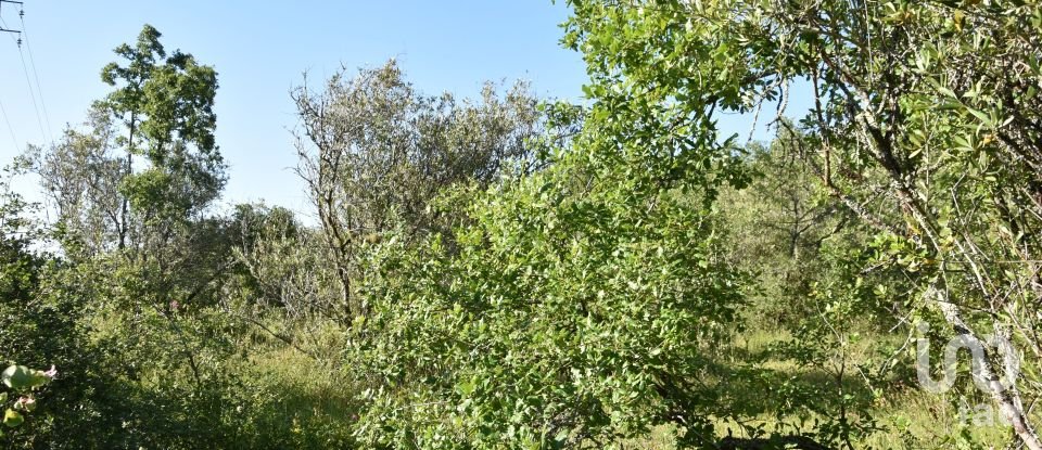 Terreno em Areias e Pias de 5 960 m²