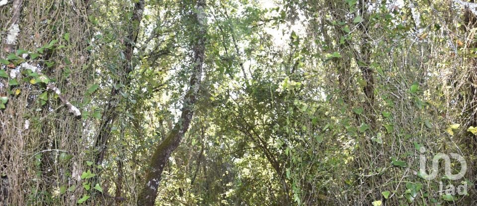 Terreno em Areias e Pias de 5 960 m²