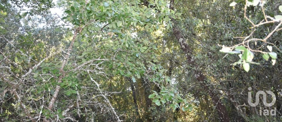 Terreno em Areias e Pias de 5 960 m²