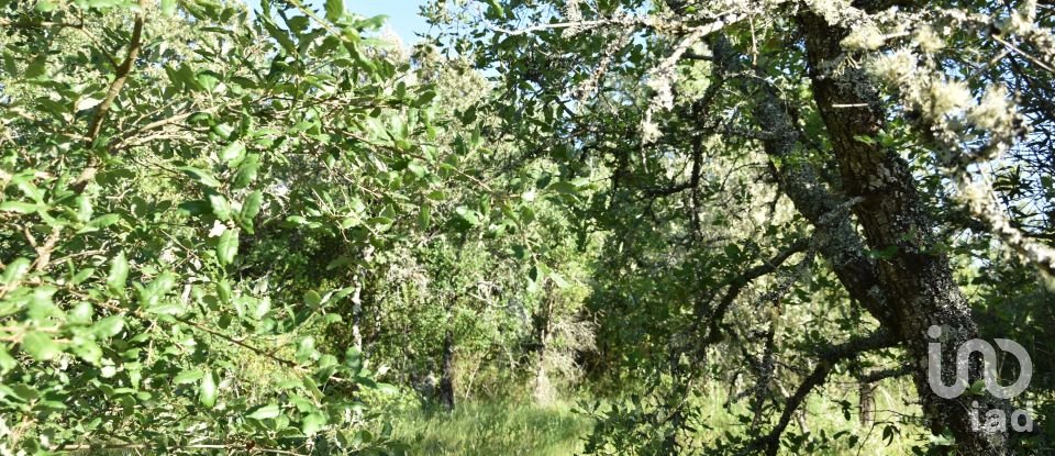 Terreno em Areias e Pias de 5 960 m²