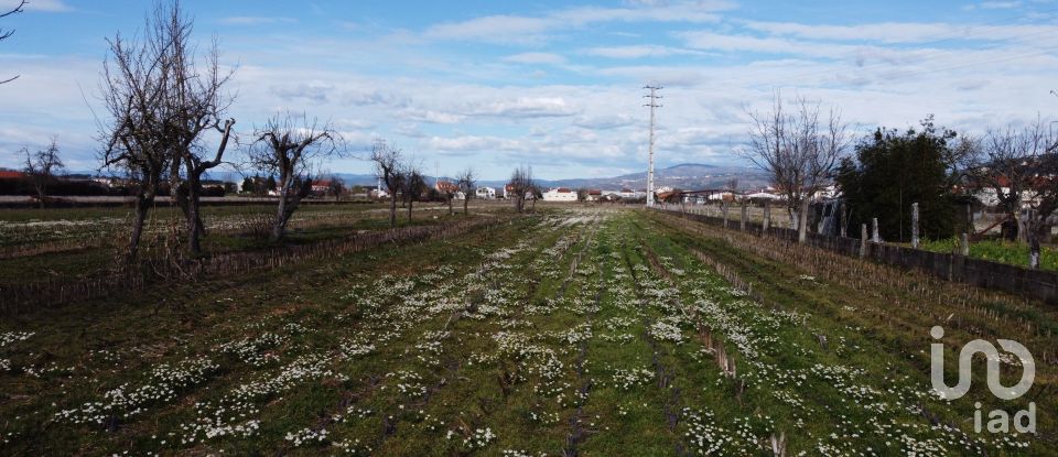 Land in Madalena e Samaiões of 23,834 m²