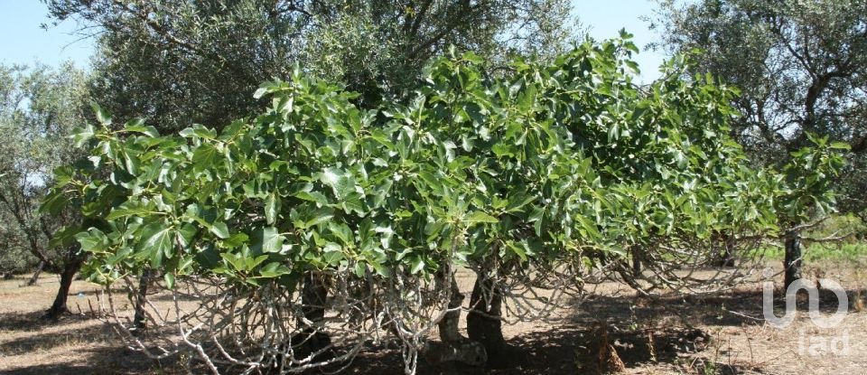 Terrain à Palmela de 7 120 m²