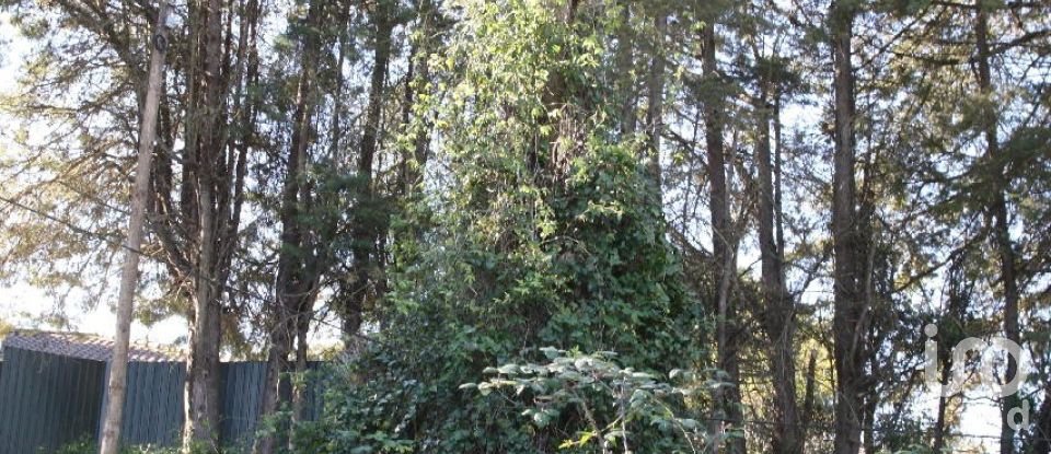 Terrain à Palmela de 7 120 m²