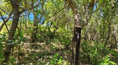 Ferme T2 à São Teotónio de 140 m²