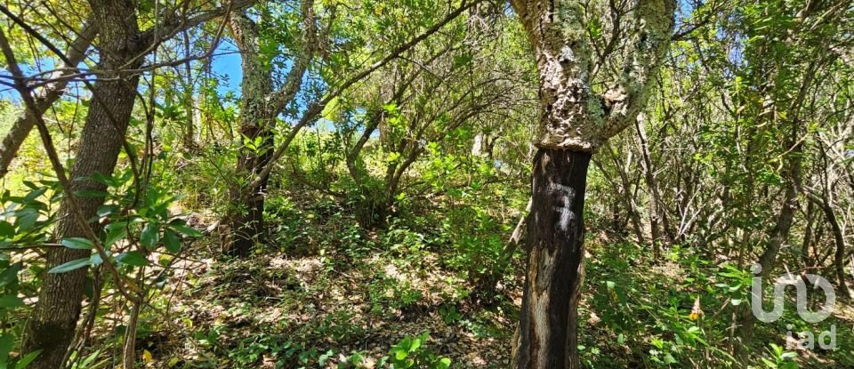 Ferme T2 à São Teotónio de 140 m²